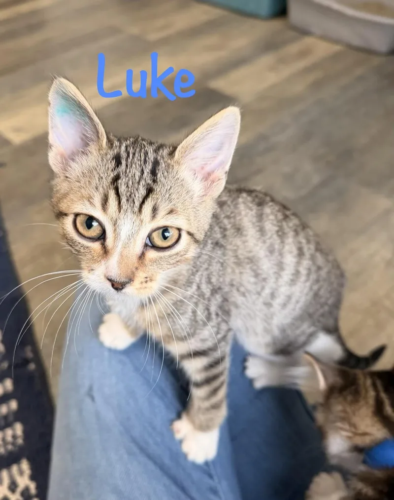 Luke thumbnail 5