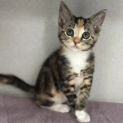 A baby medium-sized female Torbie cat named Fancy for adoption in Red Bluff, CA