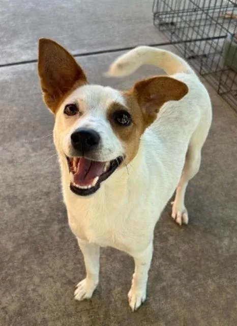 A young small-sized male Parson Russell Terrier dog named Nugget for adoption in Lodi, CA