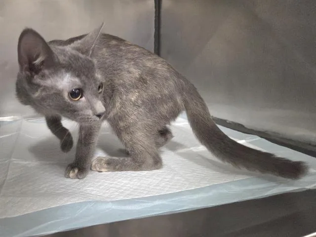 A baby small-sized female Domestic Short Hair cat named Lily for adoption in Panama City, FL
