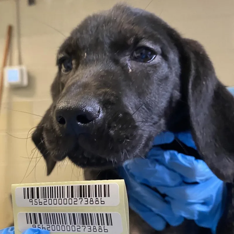A baby small-sized female Black Mixed Breed dog named Knee Socks for adoption in Charleston, WV