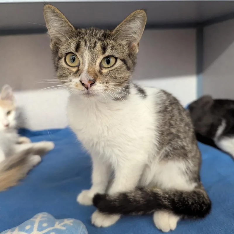 A baby small-sized female Brown / Chocolate Domestic Short Hair cat named Relish for adoption in Evansville, IN