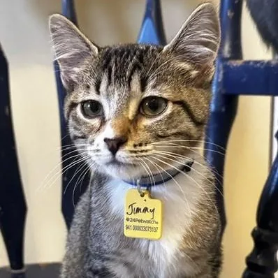 A baby medium-sized male Tabby (Brown / Chocolate) Tabby cat named Jimmy Social and for adoption in Hoquiam, WA