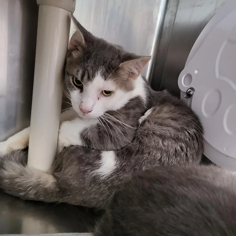 An adult medium-sized female Gray / Blue / Silver Domestic Short Hair cat named Stella for adoption in Belleville, IL