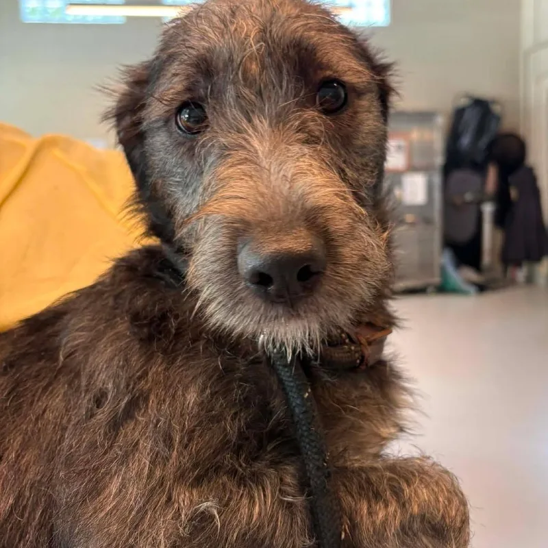 A young small-sized female Black Mixed Breed dog named Allison for adoption in Huntington, WV