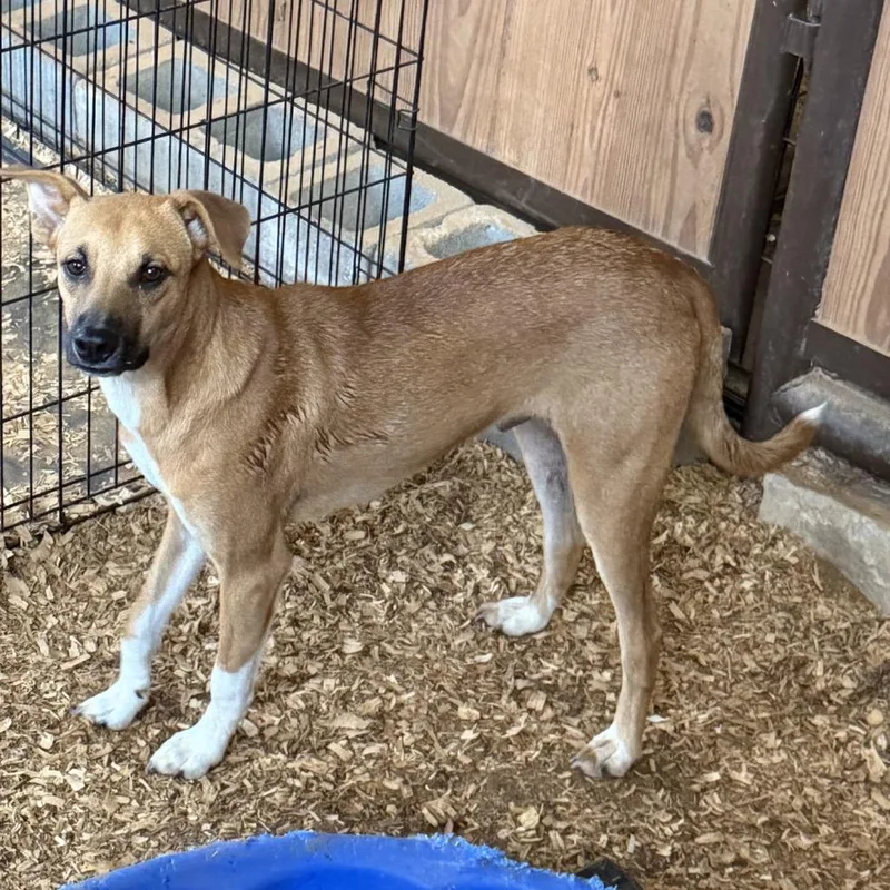 A young medium-sized male Yellow / Tan / Blond / Fawn German Shepherd Dog dog named Dakota for adoption in Anderson, TX