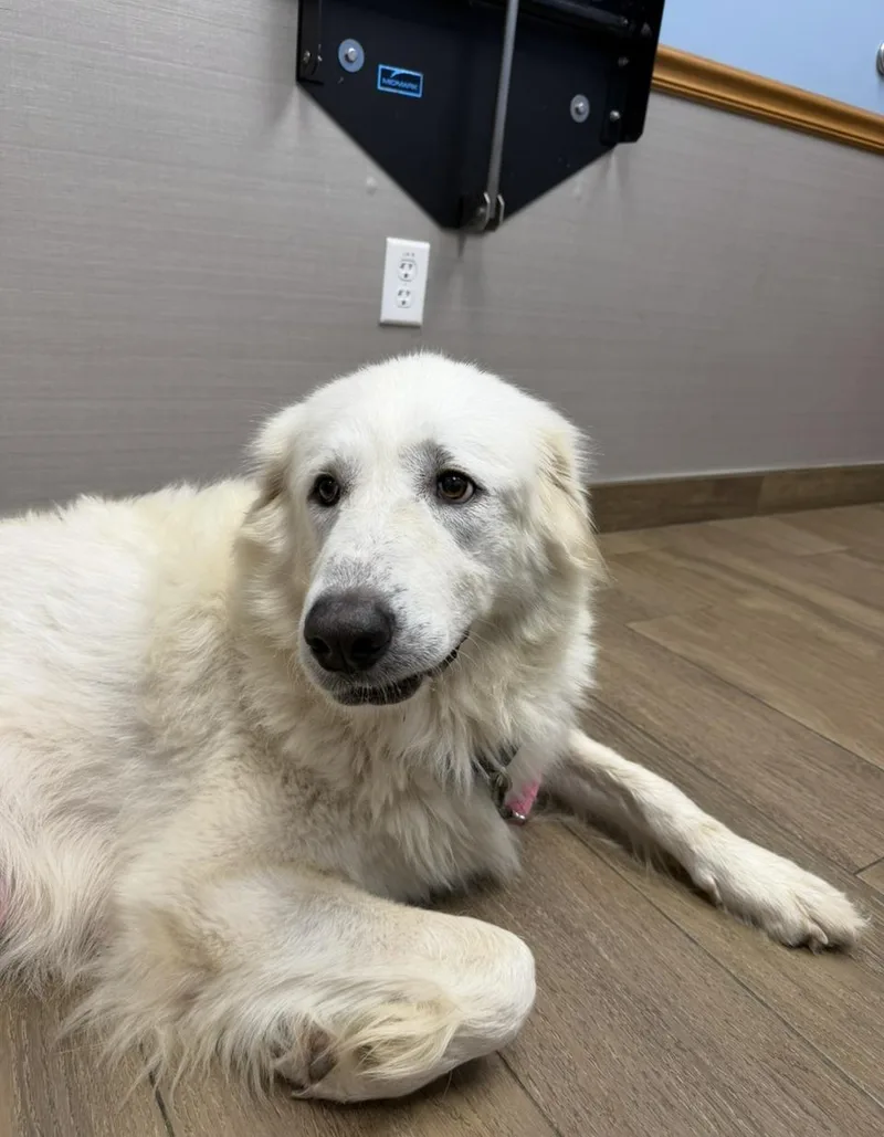 An adult large-sized female Great Pyrenees dog named Elina HTX for adoption in Quinlan, TX