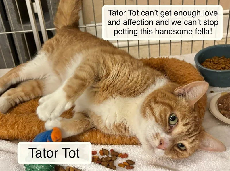 A senior medium-sized male Orange / Red Domestic Short Hair cat named Tator Tot for adoption in Ellicott City, MD