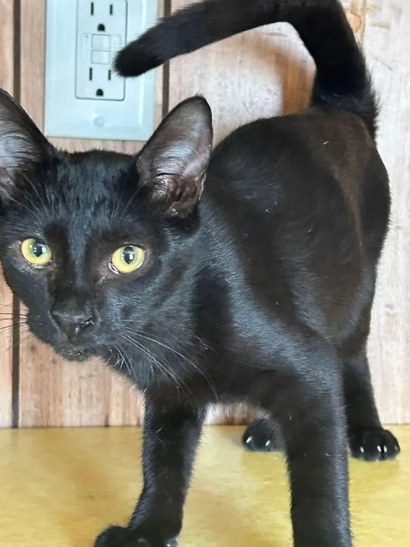 A baby medium-sized male Domestic Short Hair cat named Leo for adoption in Cleveland, OK