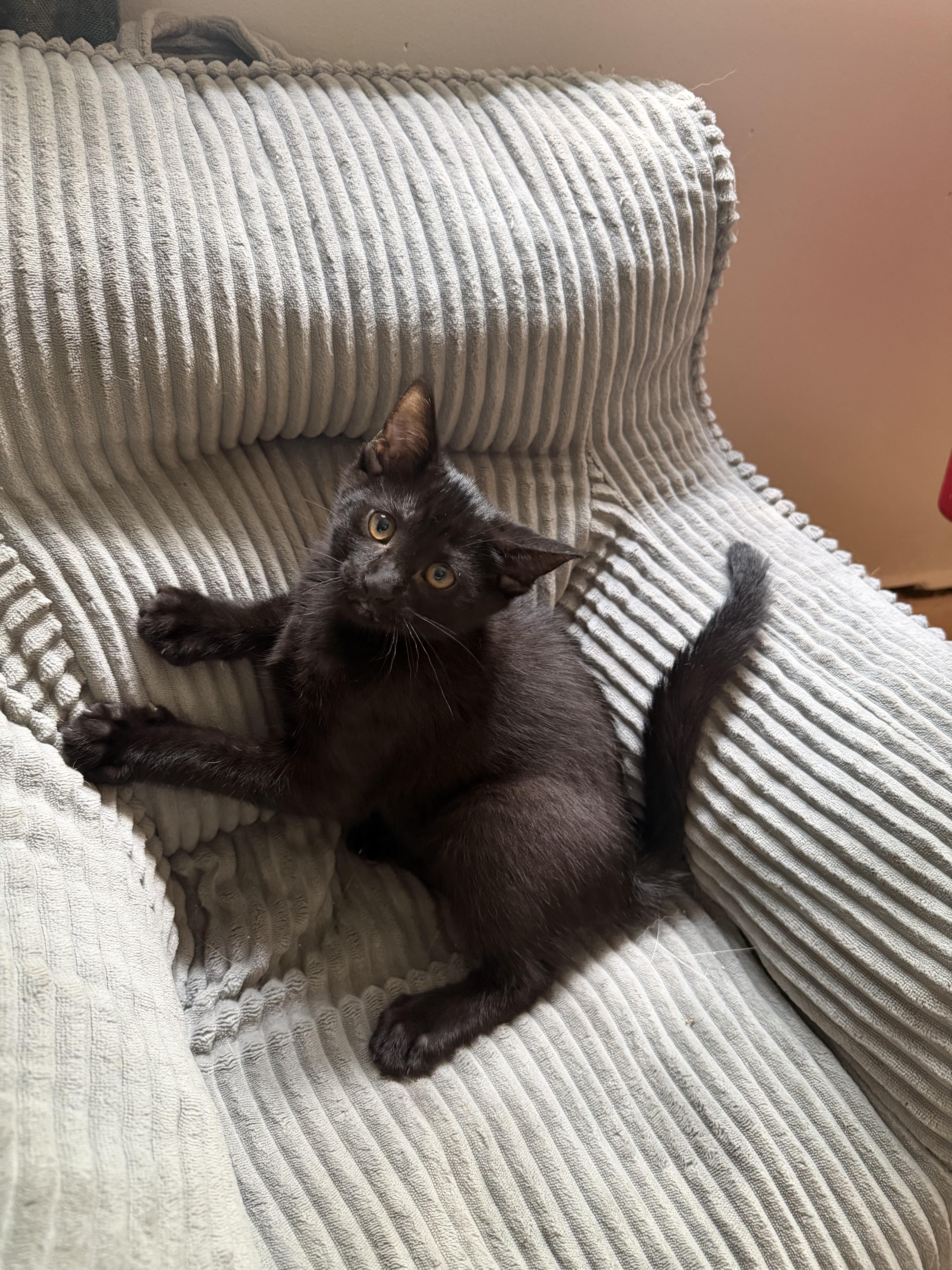 A baby medium-sized female Black Domestic Short Hair cat named Pepper for adoption in Farmington, MN