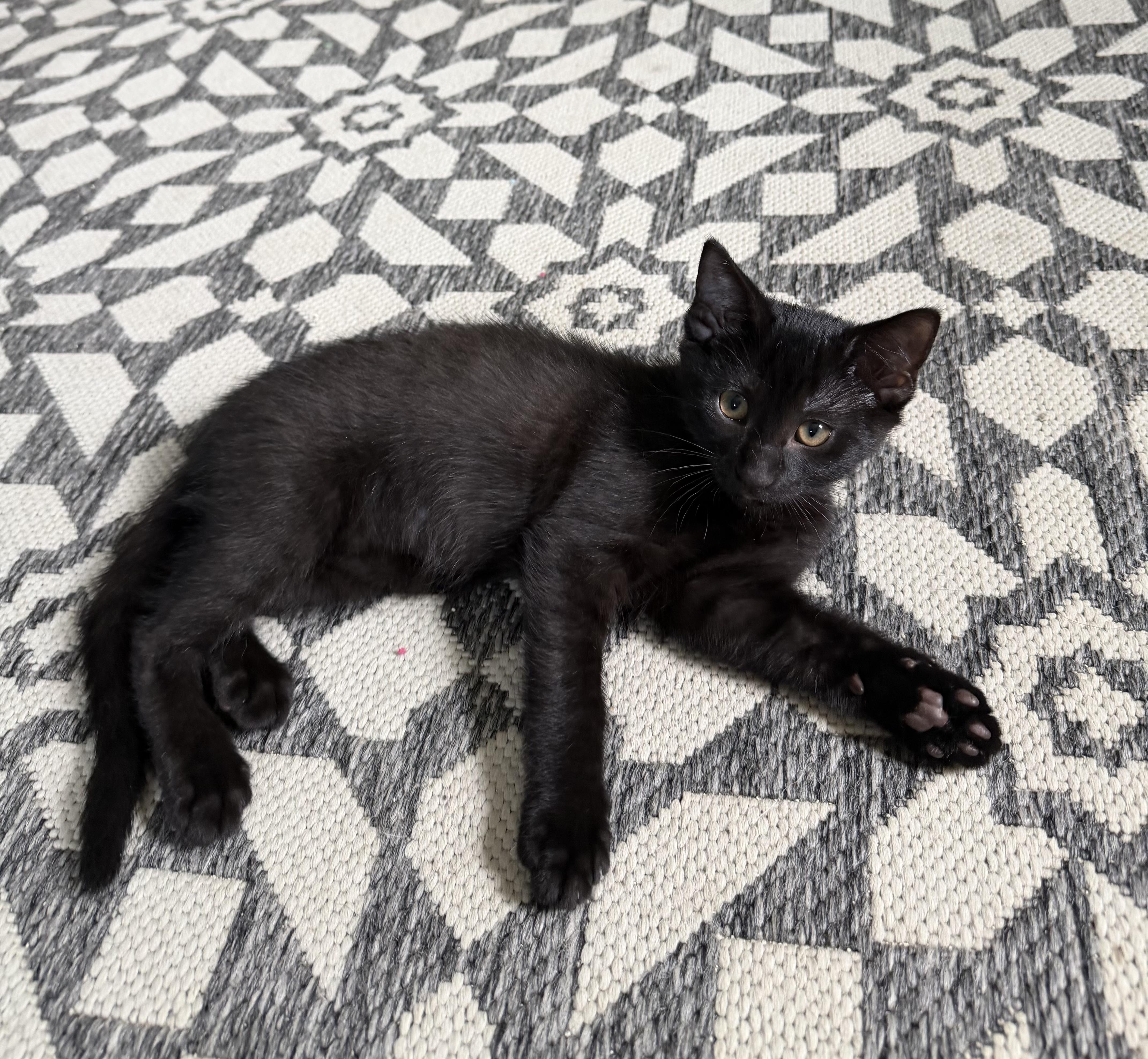 Pepper thumbnail 2