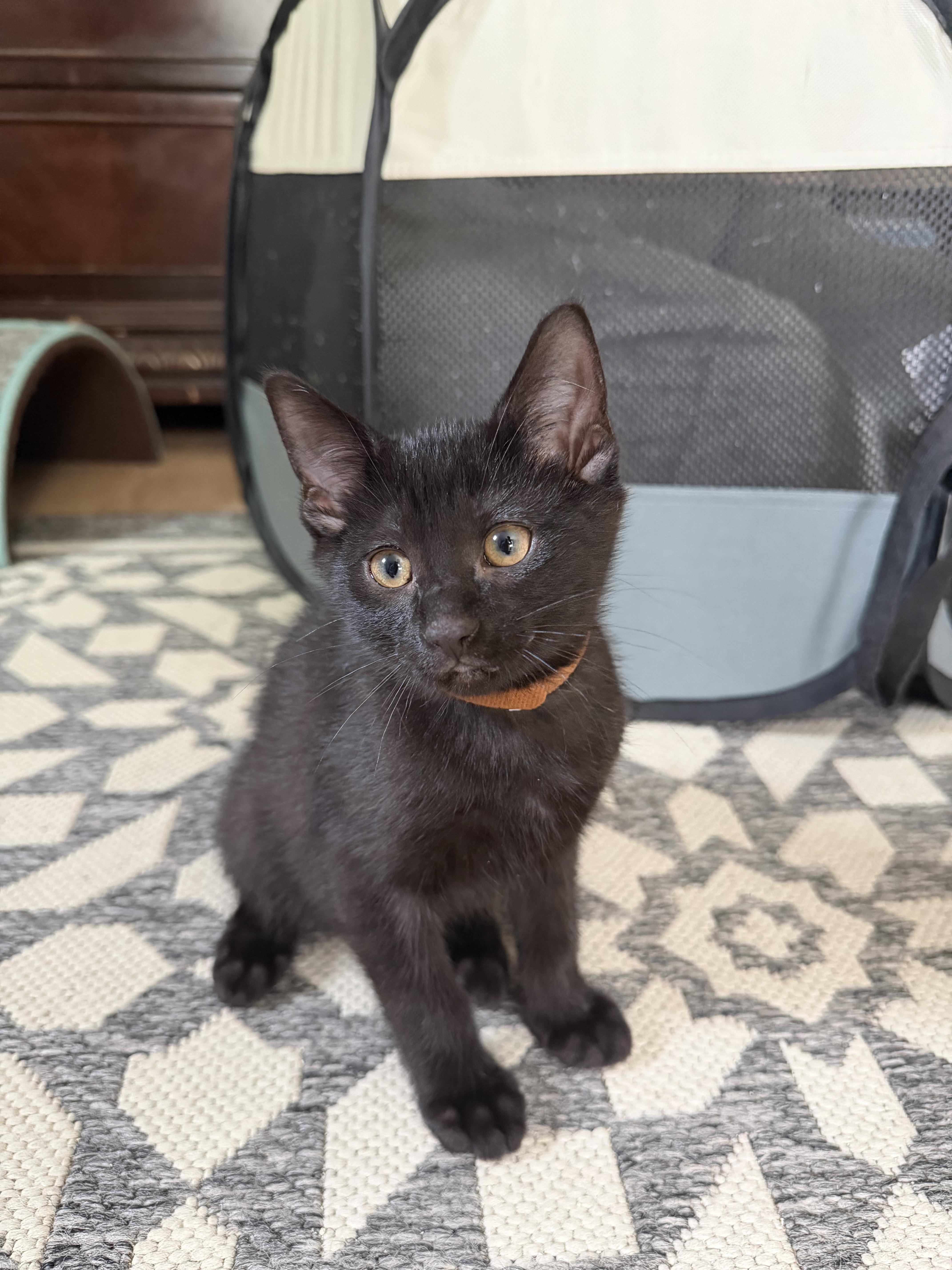 Pepper thumbnail 3