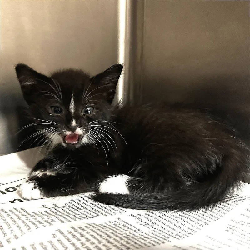 A baby small-sized female Black Domestic Short Hair cat named Evil Larrys Sister for adoption in Norman, OK