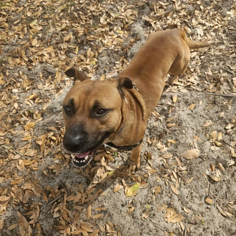 Orange Juice thumbnail 3