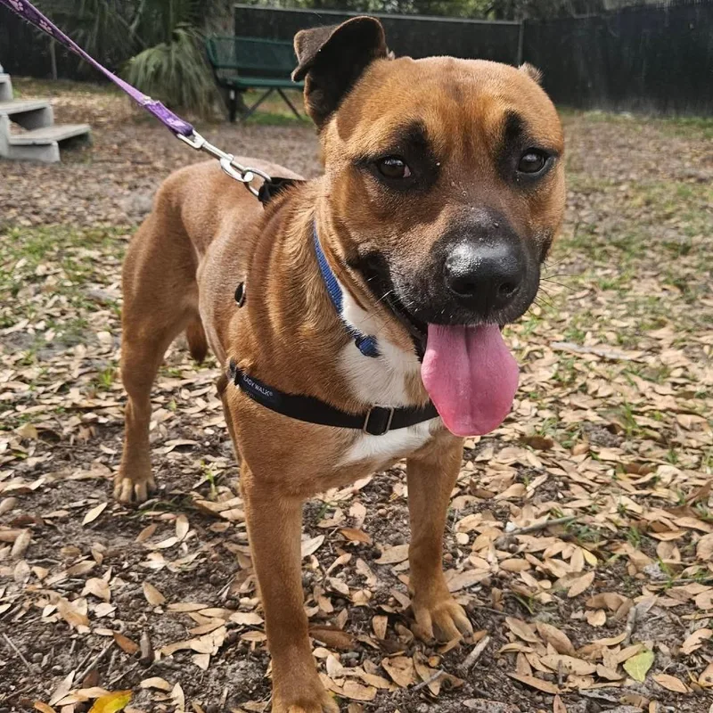 Orange Juice thumbnail 4