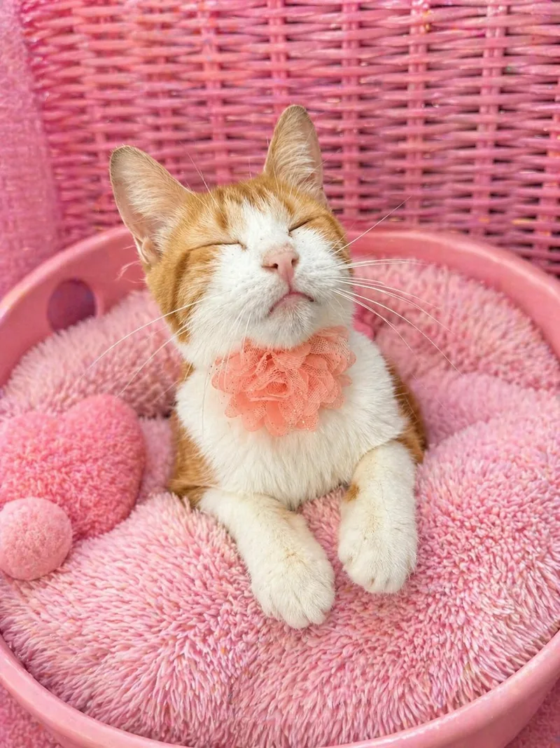 A young small-sized female Orange & White Domestic Short Hair cat named Lantana for adoption in Tavares, FL
