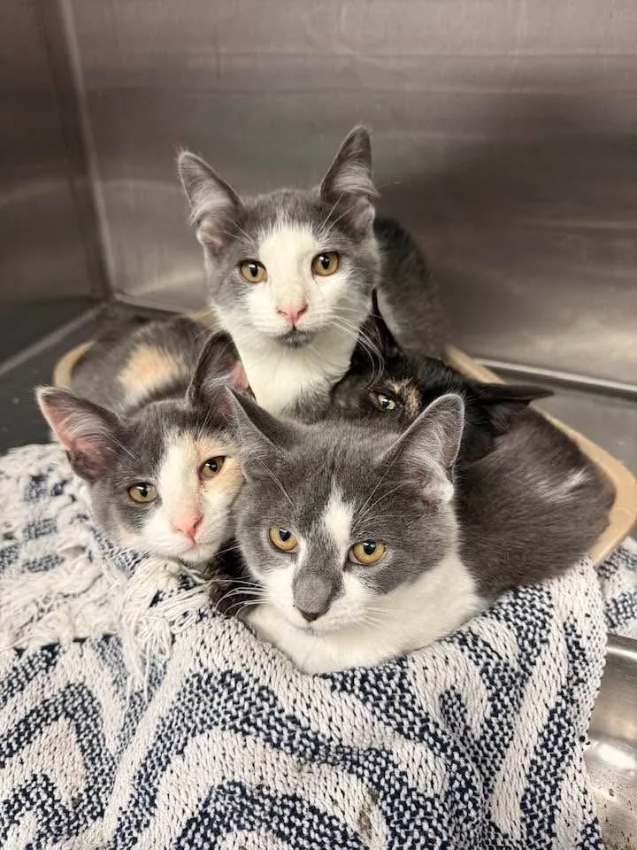 A baby small-sized female Domestic Short Hair cat named Corvette for adoption in Grand Rapids, MI