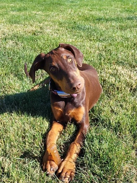 A baby large-sized female Doberman Pinscher dog named Brandy for adoption in Reno, NV