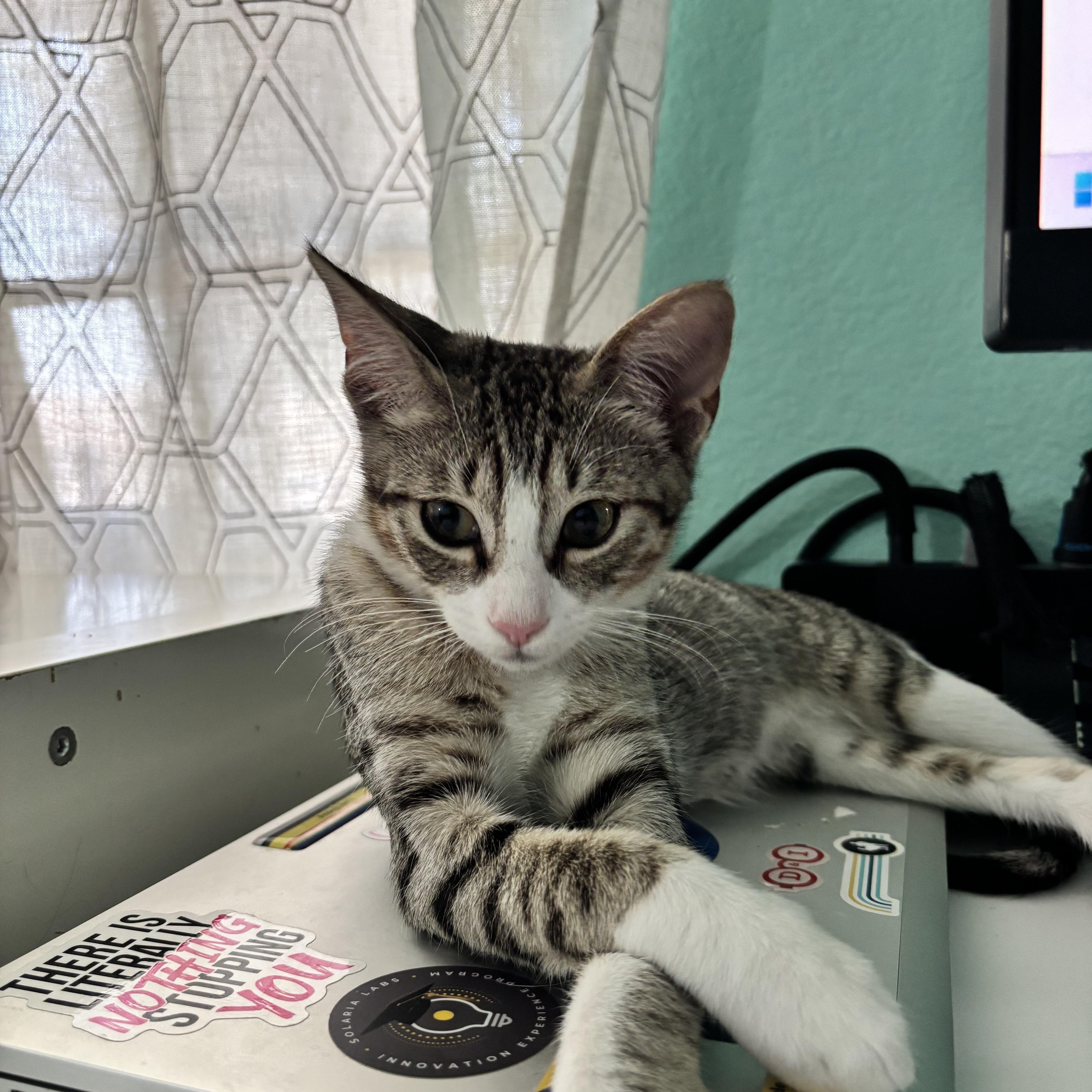 A baby medium-sized female Tabby (Gray / Blue / Silver) Domestic Short Hair cat named Poppy  Snuggly Mischief for adoption in Plano, TX