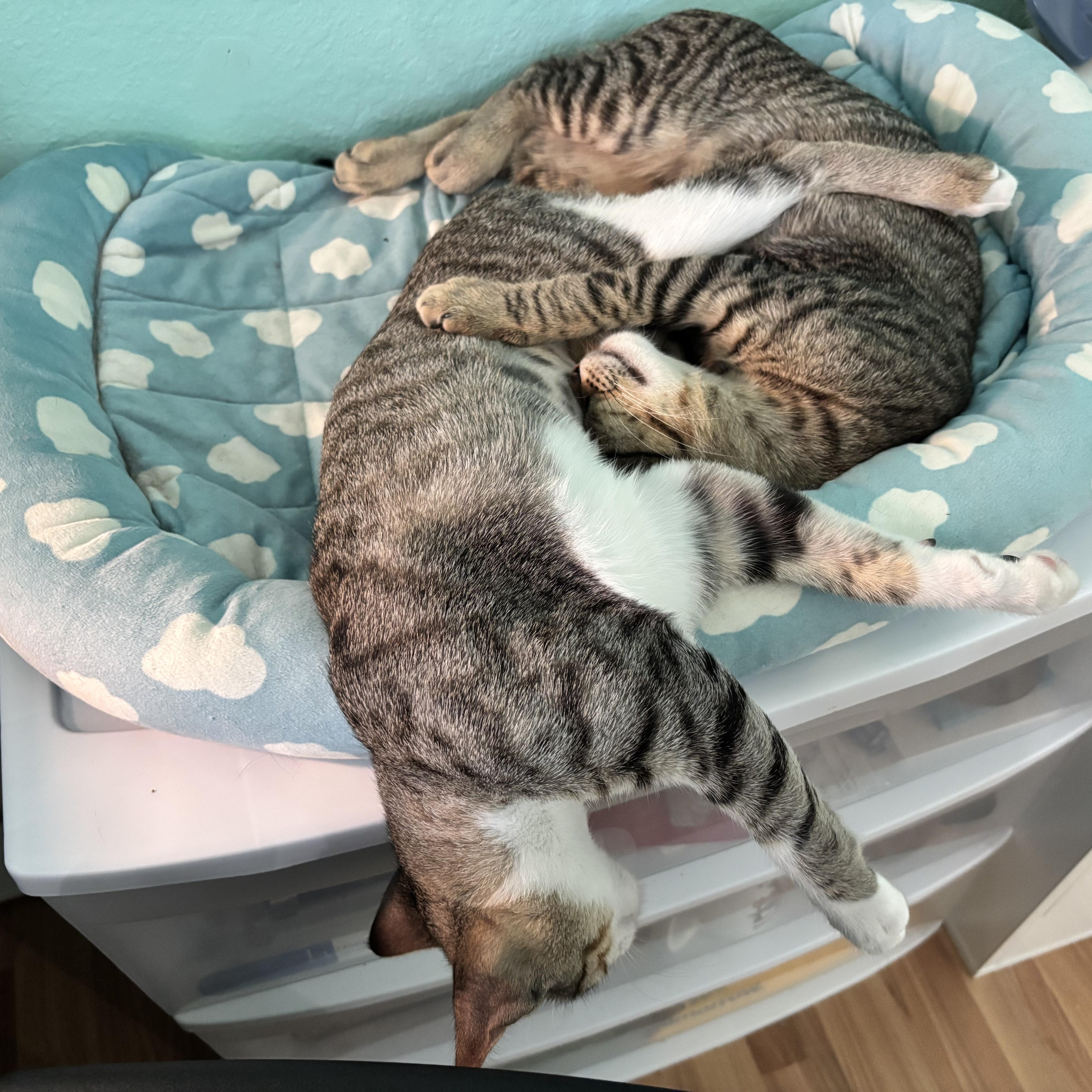 Poppy  Snuggly Mischief thumbnail 2