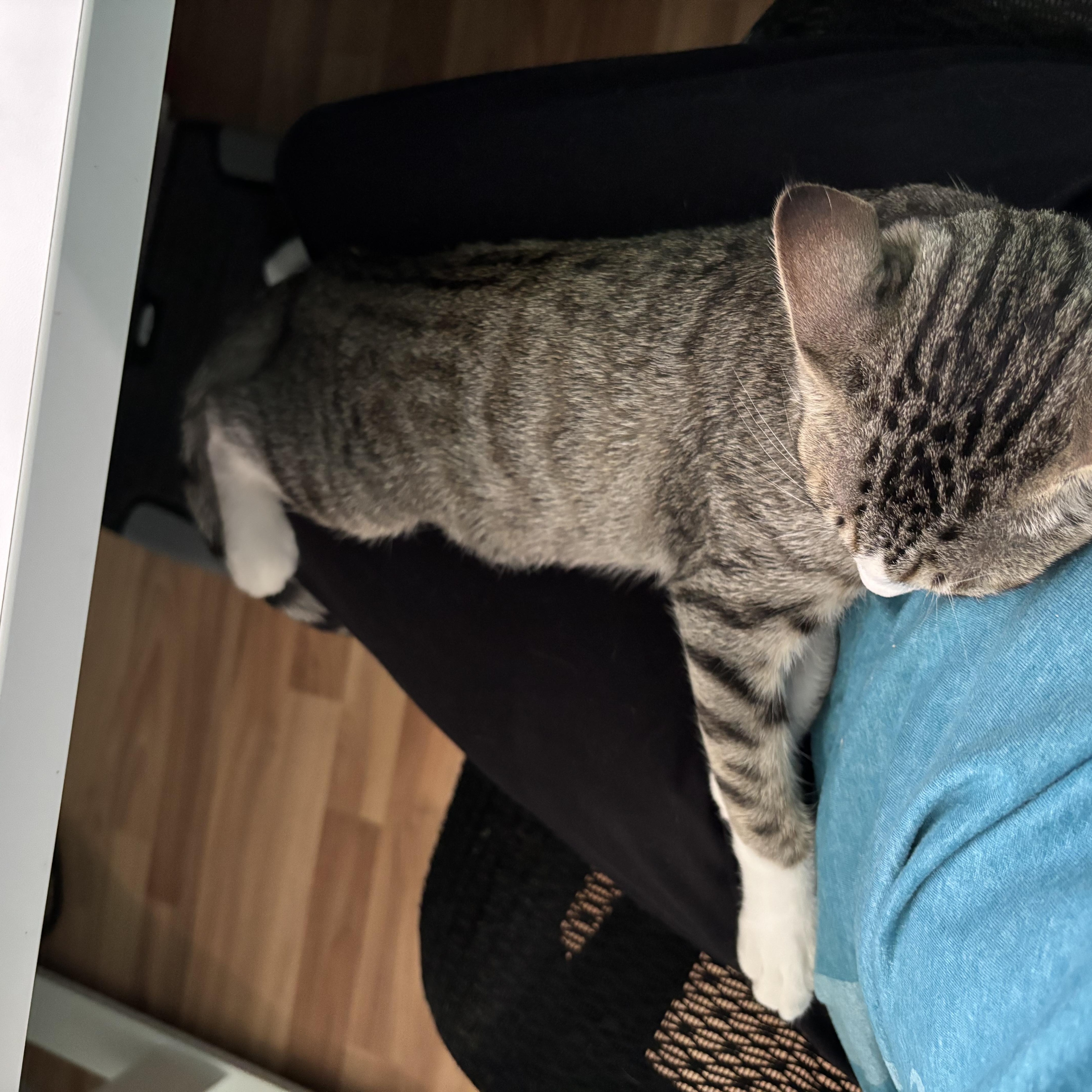 Poppy  Snuggly Mischief thumbnail 4