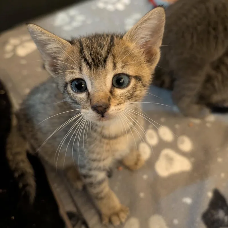 A baby small-sized male Brown / Chocolate Domestic Short Hair cat named Mercury for adoption in Sioux Falls, SD