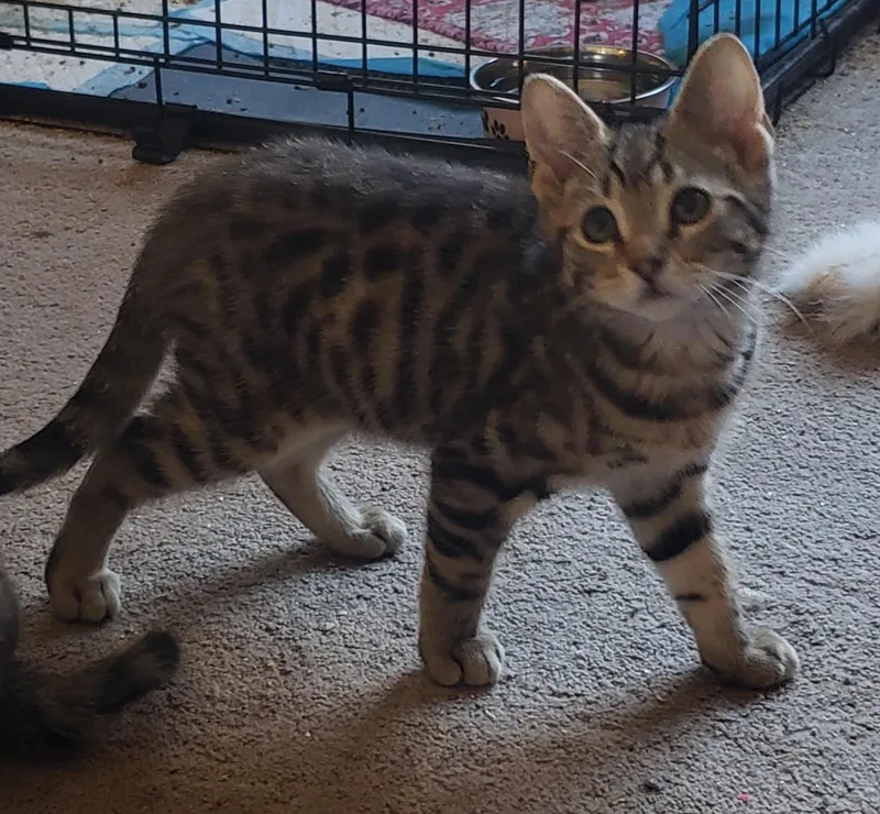 A baby small-sized male Tabby (Tiger Striped) Domestic Short Hair cat named Willie for adoption in Silverton, OR
