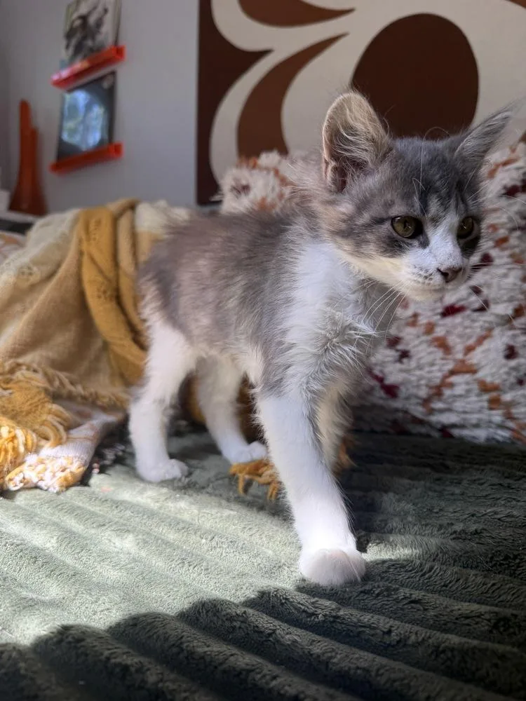 A baby medium-sized female Gray & White Domestic Long Hair cat named Skye for adoption in Lansing, MI