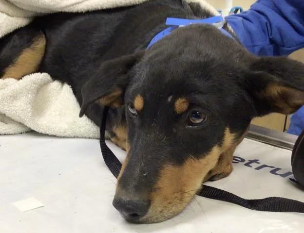 A baby small-sized male German Shepherd Dog dog named Chopper for adoption in Riverside, CA