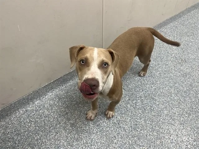 A young medium-sized male Pit Bull Terrier dog named Jax for adoption in Garland, TX
