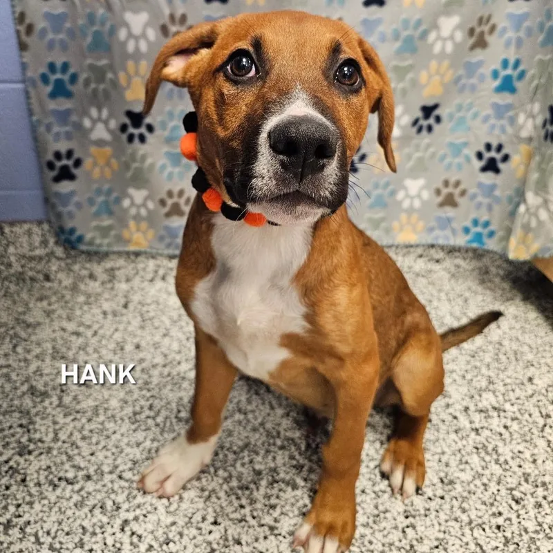 Hank
