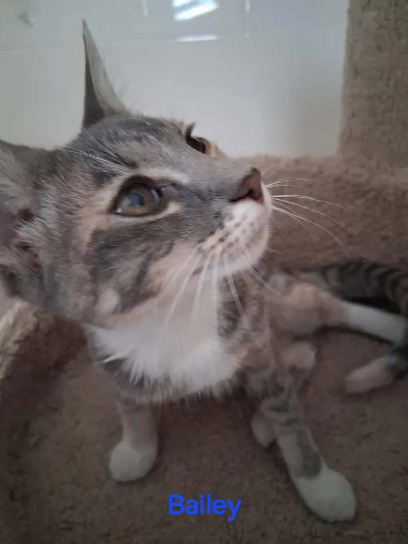 A baby medium-sized female Domestic Short Hair cat named Bailey for adoption in Oviedo, FL