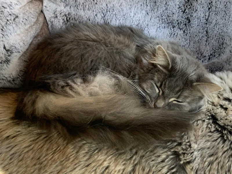 An adult medium-sized female Gray & White Domestic Long Hair cat named Cashmere  Declawed Adult for adoption in Kinnelon, NJ