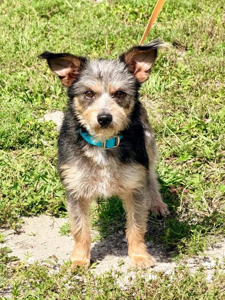 A young small-sized female Chihuahua dog named Indie for adoption in Cape Coral, FL
