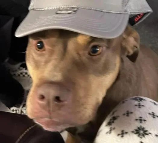 A young medium-sized male American Bulldog dog named Tru for adoption in Decatur, GA