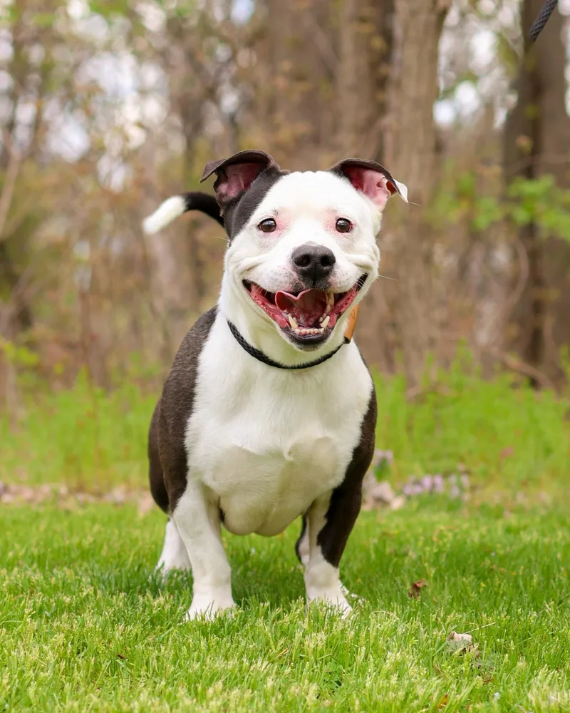 A young medium-sized male Brown / Chocolate Mixed Breed dog named Pepe Le Pew for adoption in Bridgeport, CT