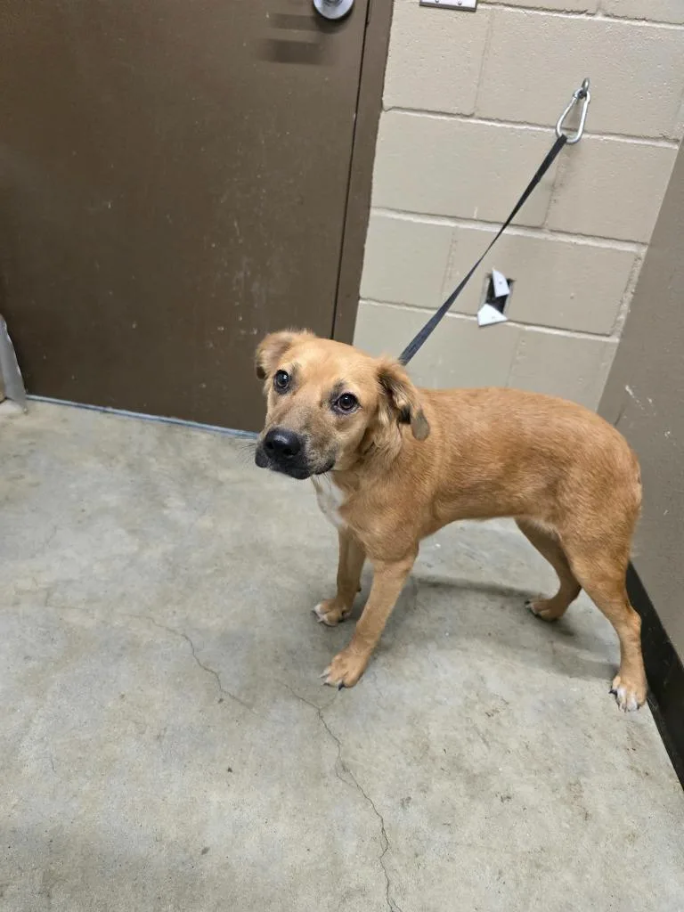 A young medium-sized female Labrador Retriever dog named Amelia for adoption in Huntsville, TX
