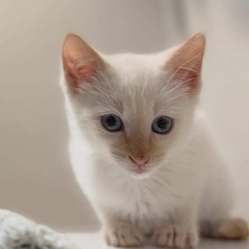 A baby small-sized male Orange / Red Siamese cat named Ziggy for adoption in Agoura Hills, CA