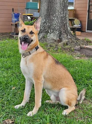 An adult large-sized male Yellow / Tan / Blond / Fawn German Shepherd Dog dog named Hanson for adoption in Liverpool, TX