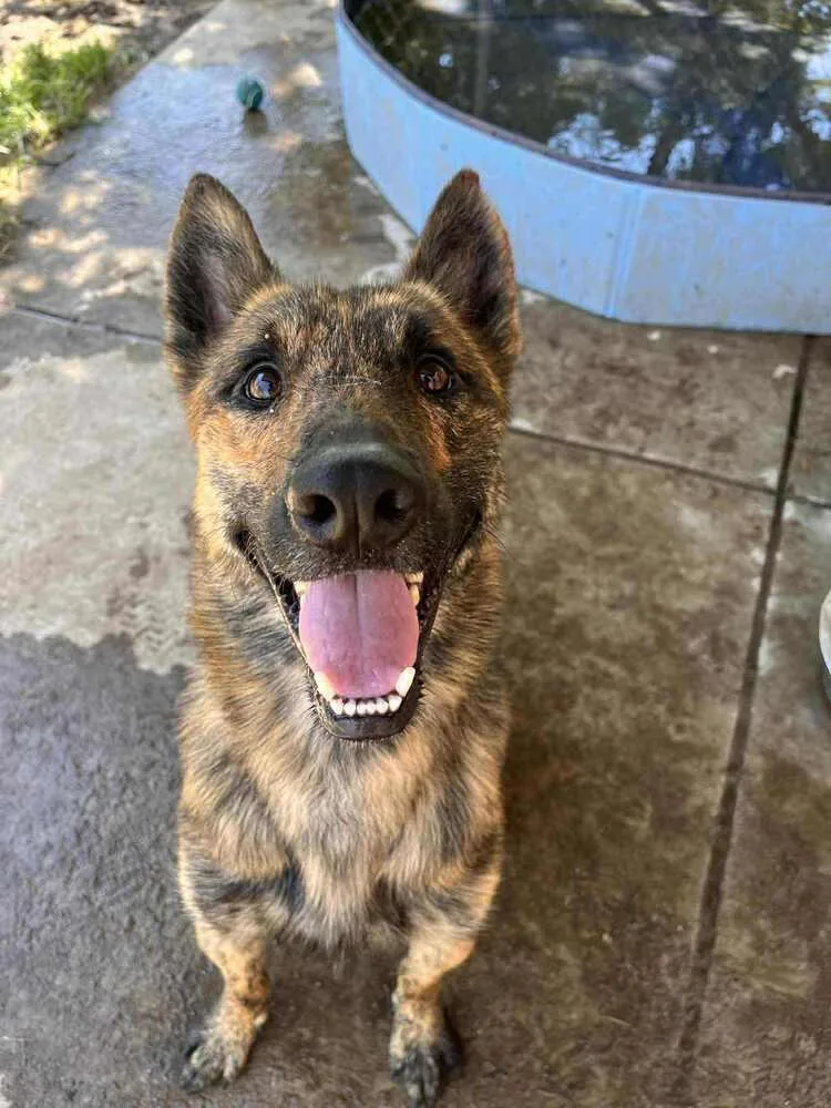 A young medium-sized male Dutch Shepherd dog named Nico fka Noodles located for adoption in Imlay City, MI