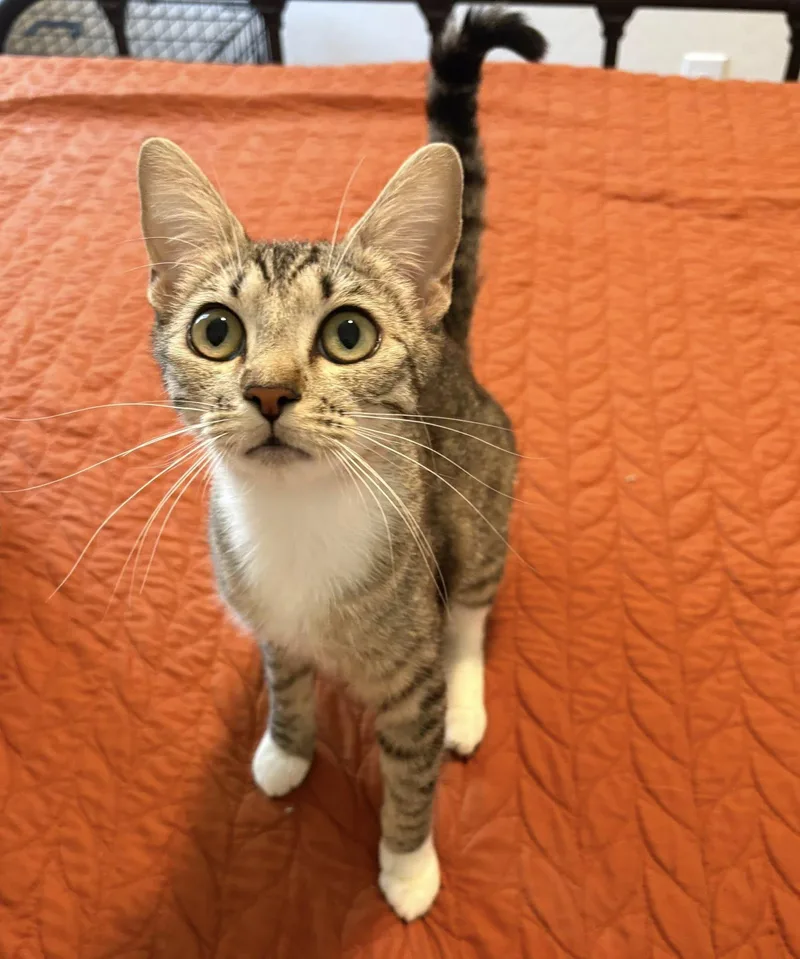 A baby medium-sized female Tabby (Brown / Chocolate) Domestic Short Hair cat named May for adoption in Queen Creek, AZ