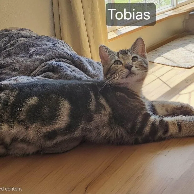 Tobias thumbnail 2