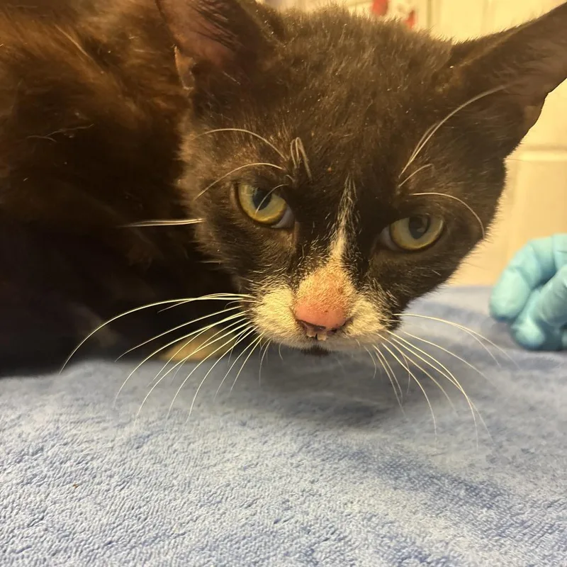 An adult medium-sized male Black Domestic Short Hair cat named Linus for adoption in West Palm Beach, FL