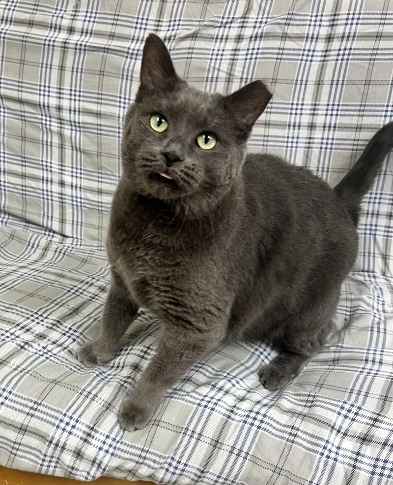 A senior extra large-sized male Gray / Blue / Silver Domestic Short Hair cat named Greyson for adoption in Myerstown, PA