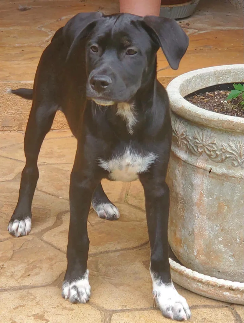 A baby medium-sized male Black Labrador Retriever dog named Cato for adoption in Covington, GA