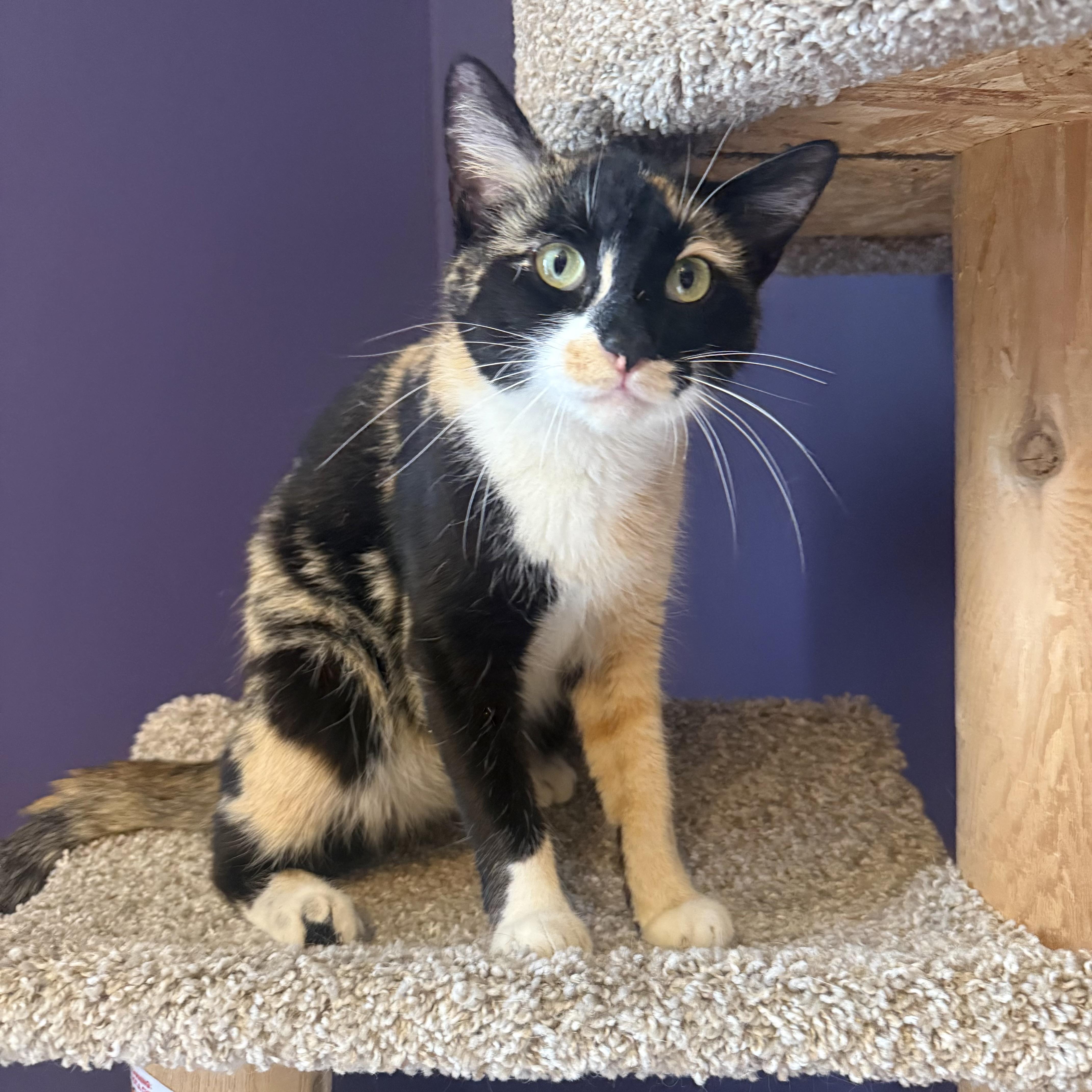 An adult medium-sized female Tortoiseshell cat named Jazzy for adoption in Hartville, OH