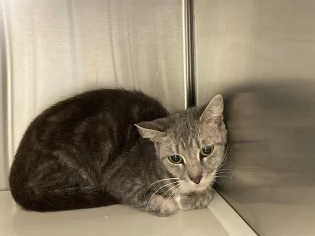 A young small-sized female Domestic Short Hair cat named Poppy for adoption in Tustin, CA