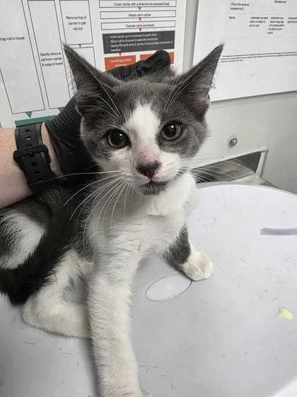 A baby small-sized male Domestic Short Hair cat named Bishop for adoption in Sevierville, TN