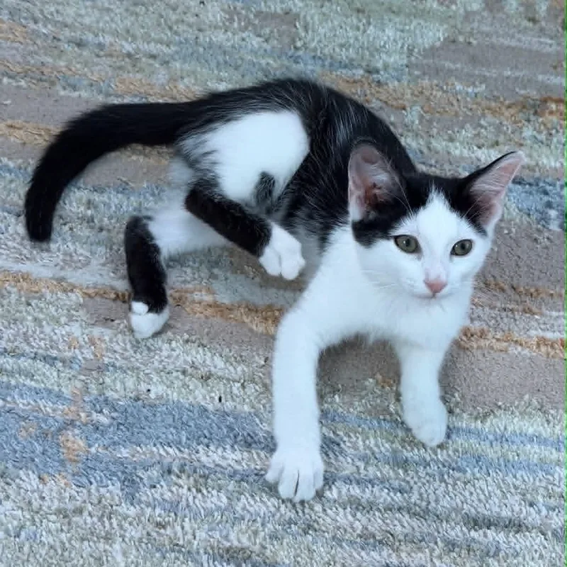 A baby small-sized male Black Domestic Short Hair cat named Teddy and Simon for adoption in Antioch, CA