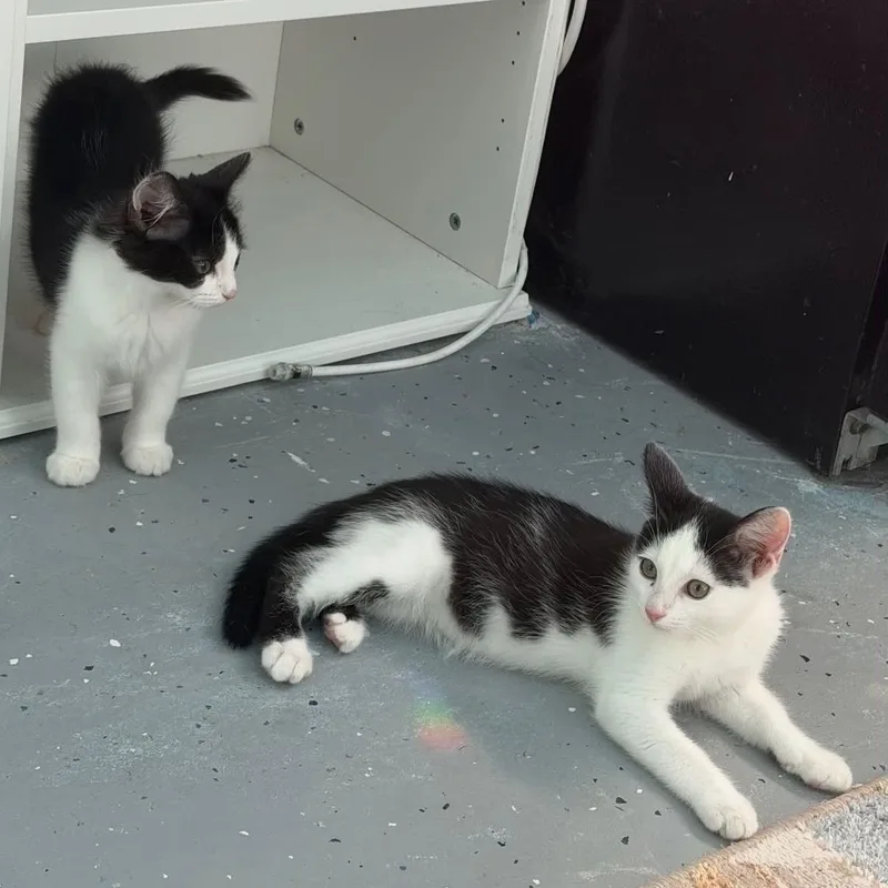 Teddy and Simon thumbnail 2